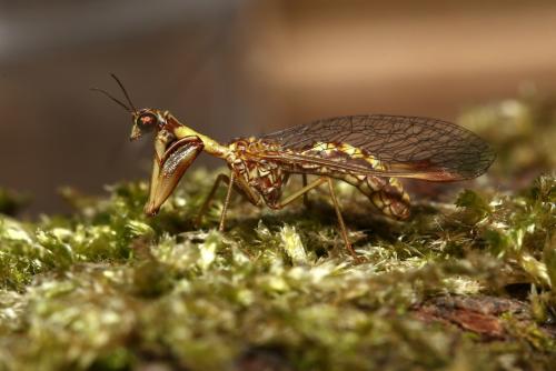 Réf. 184 798 : Mantispa styriaca